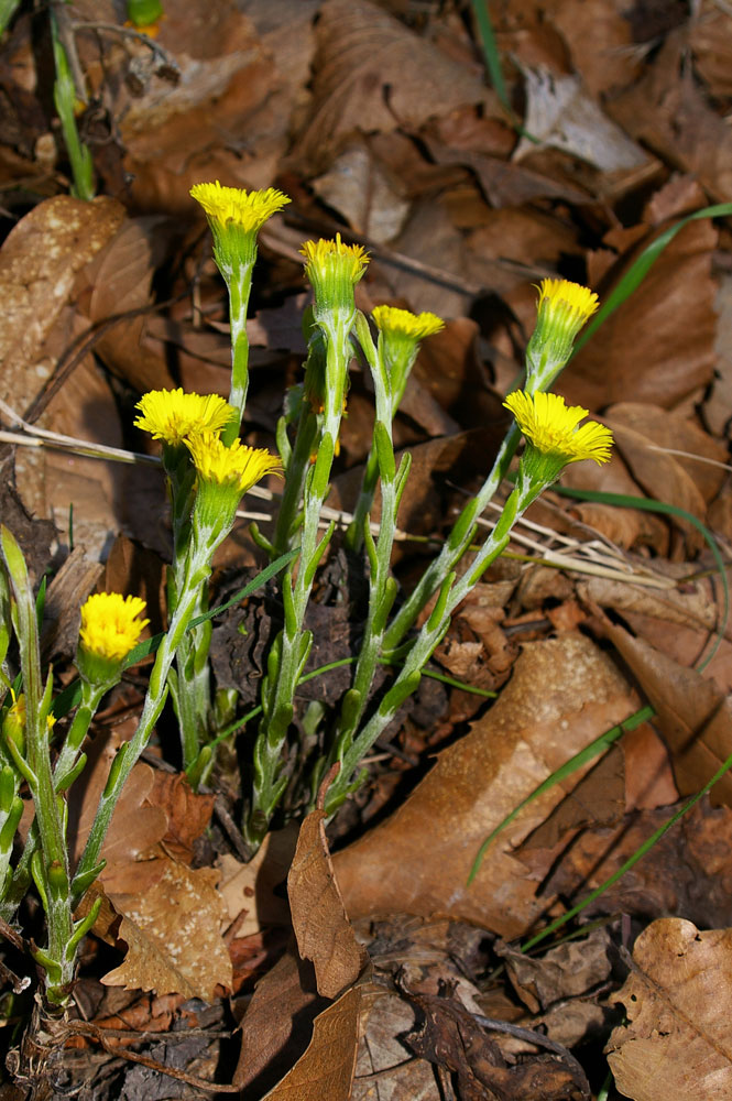 Fiori nella Riserva delle Agoraie